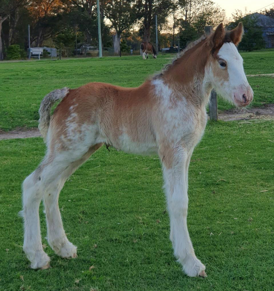 Clydesdale Foals @Samarah Park Clydesdale Stud, New South Wales, Australia